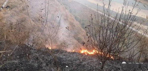 狮子山爆料视频大全集最新,揭秘幕后真相，带你走进事件核心